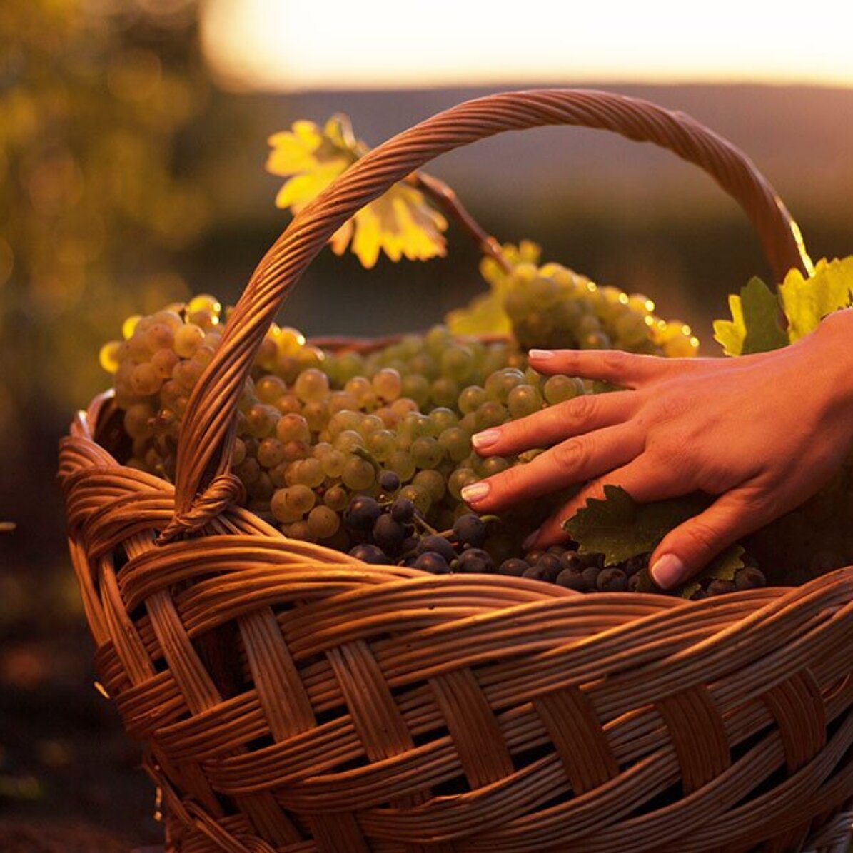 Experiență cadou alături de prieteni - Degustare de vinuri și turul cramei Budureasca