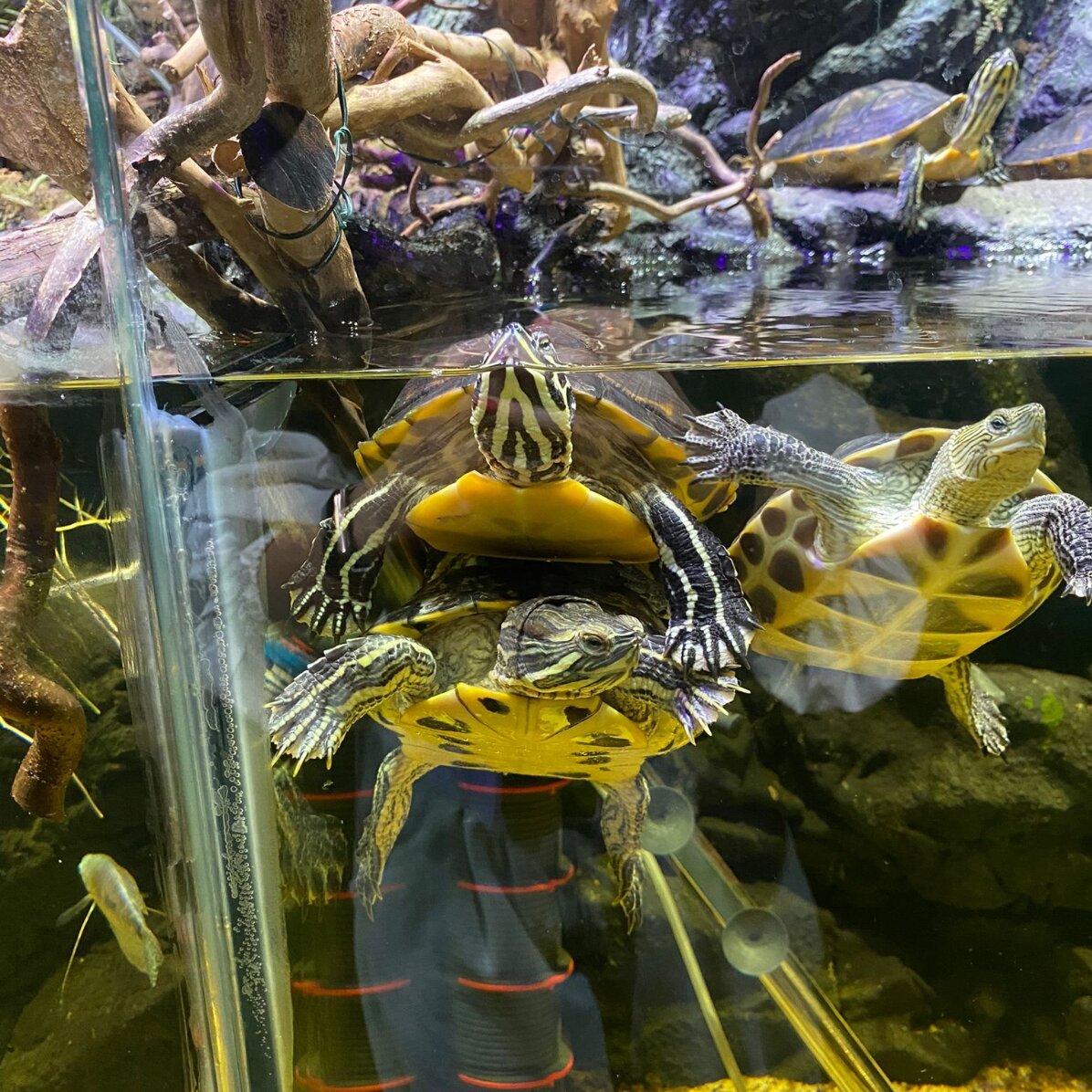 Experiență cadou pentru copii - Reptiland - o aventură educațională