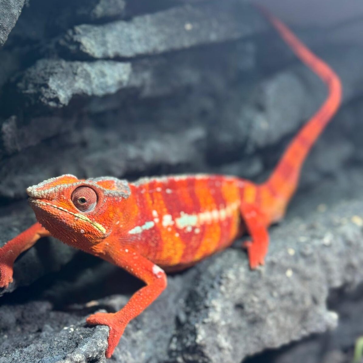 Experiență cadou pentru copii - Reptiland - o aventură educațională