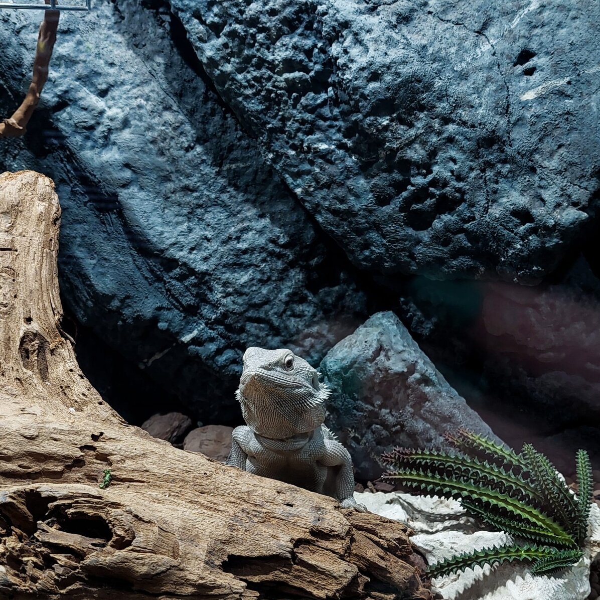 Experiență cadou pentru copii - Reptiland - o aventură educațională