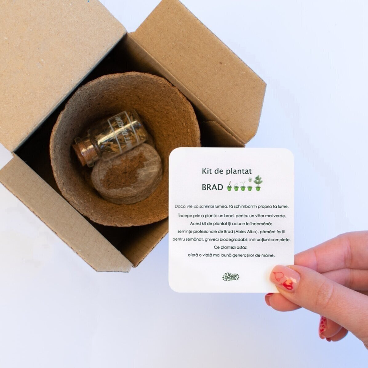 Kit de plantat semințe de brad în cutiuță personalizată cu logo și mesaj -  Crenguțe
