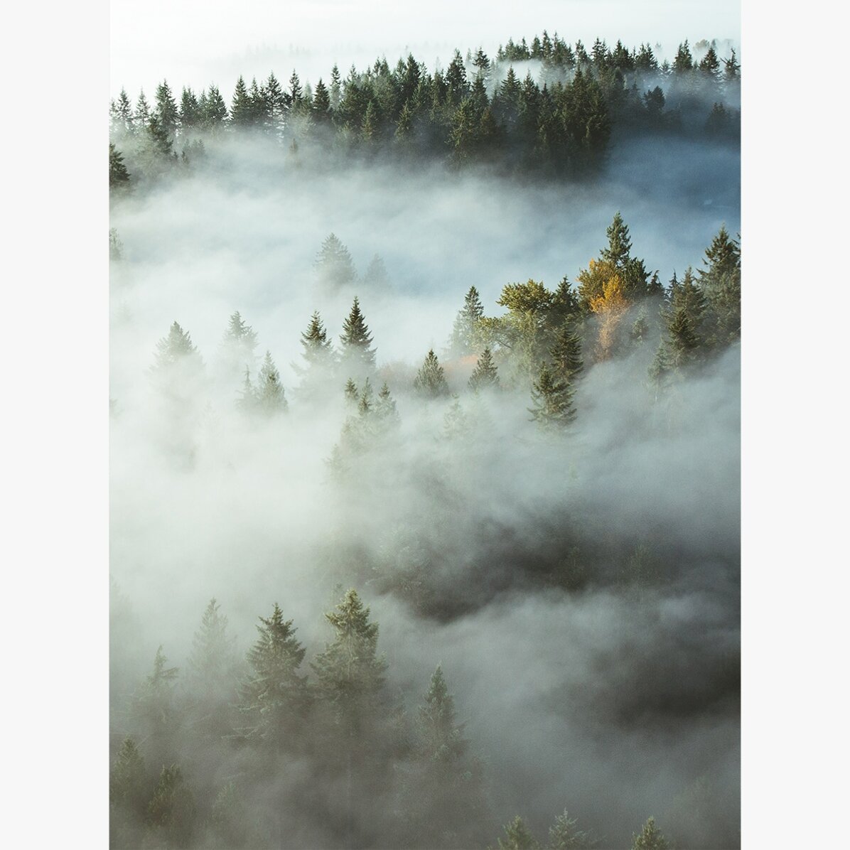 Poster Forest In Mist