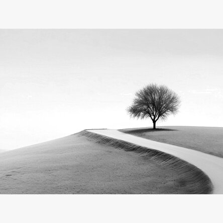 Poster landscape - Copacul solitar