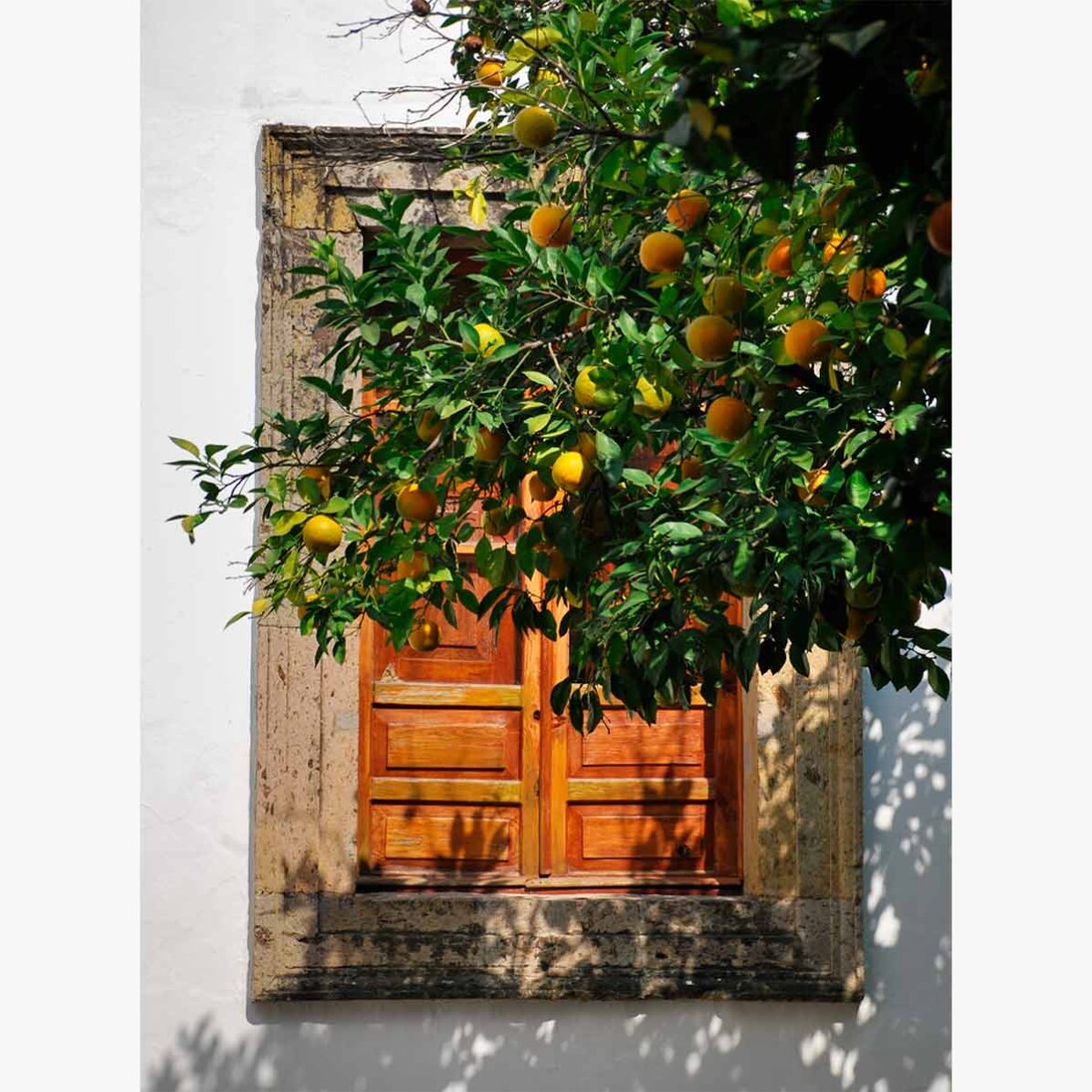 Poster Orange tree