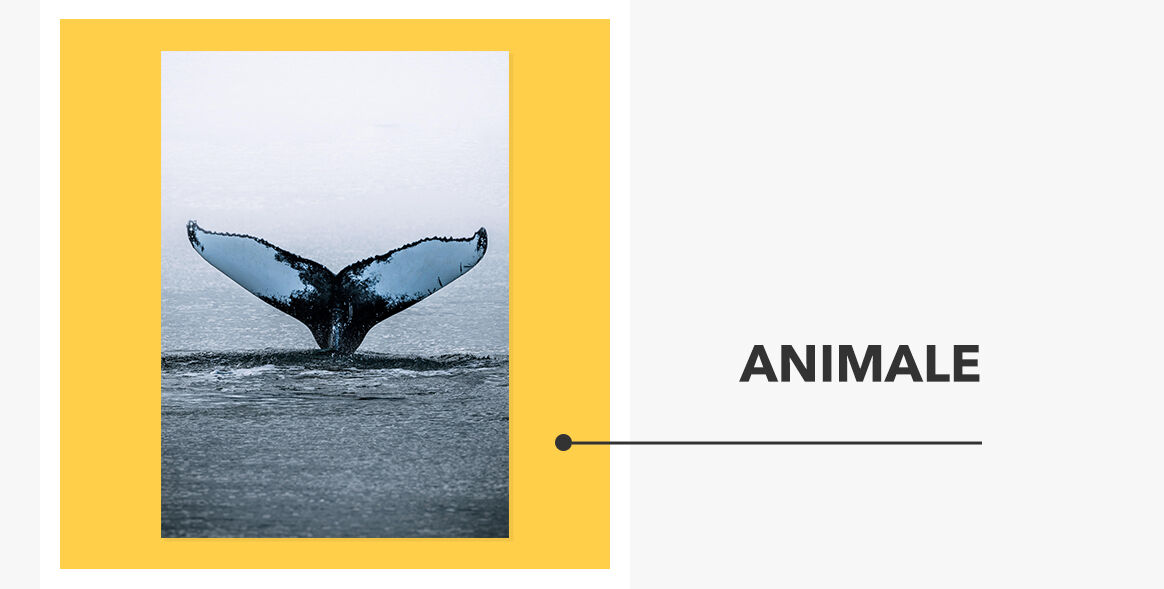 Postere - Colecția Animale