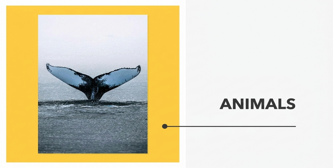 Posters - Animals Collection